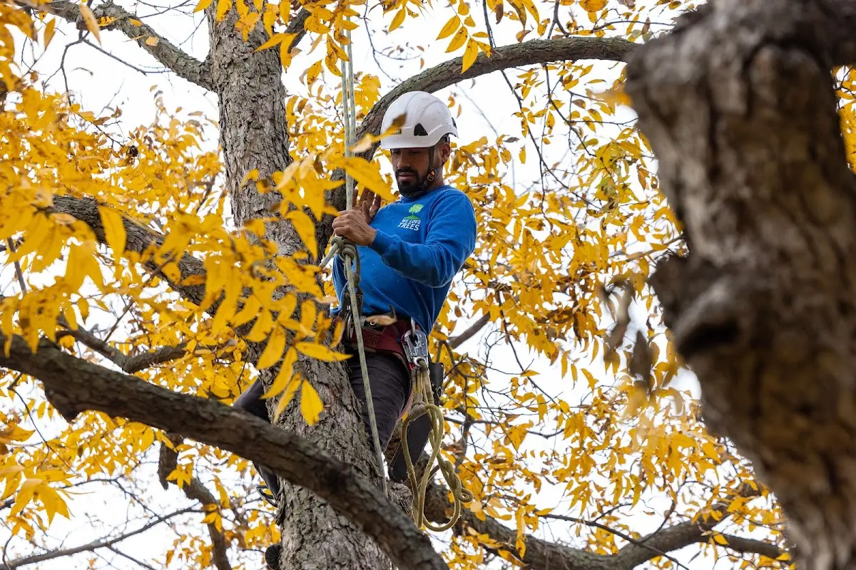 Skilled Emergency Tree Service crew working in Exeter